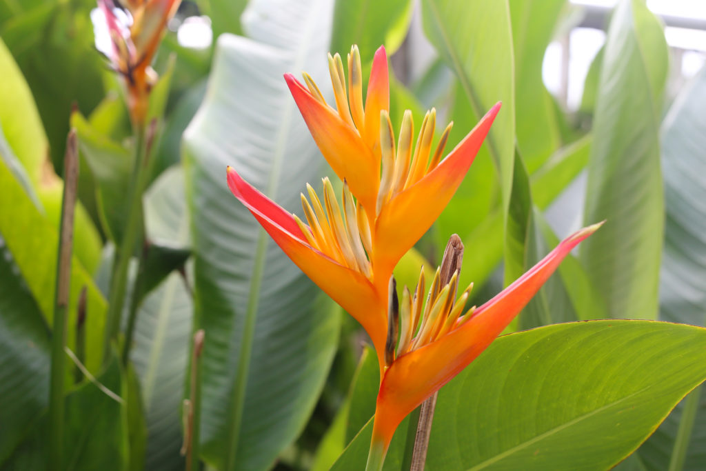 Bird of Paradise in bloom. Bloemen spotten Madeira Rob Land Reizen